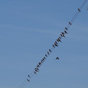 Barn Swallow