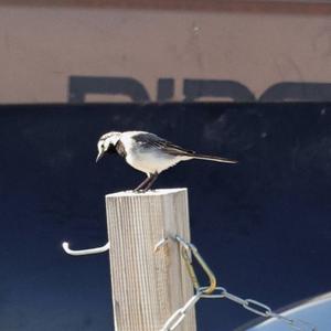 White Wagtail