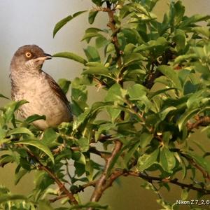 Barred Warbler