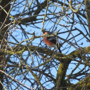 Eurasian Bullfinch