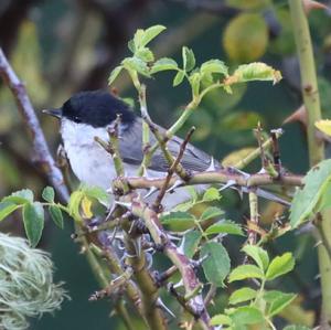 Marsh Tit