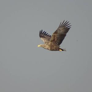 White-tailed Eagle