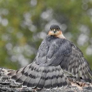 Eurasian Sparrowhawk