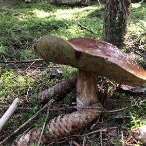 Summer Bolete