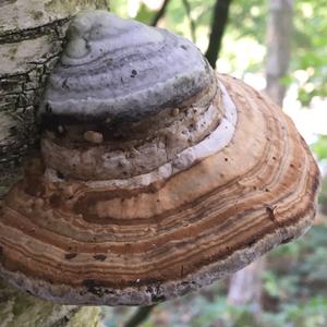 Tinder Polypore