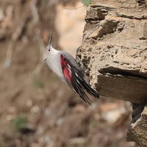 Wallcreeper