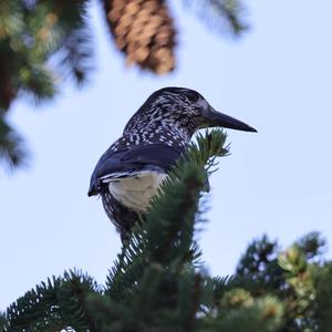 Spotted Nutcracker