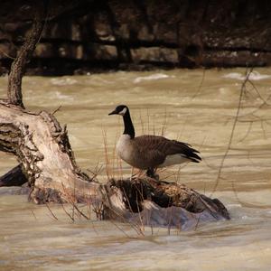 Canada Goose