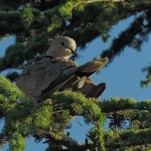 Eurasian Collared-dove