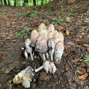 Shaggy Mane