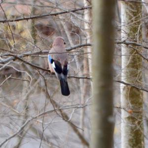 Eurasian Jay