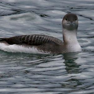 Arctic Loon