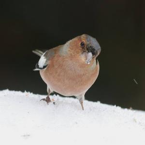 Eurasian Chaffinch