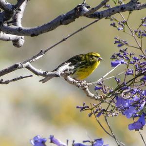 European Serin