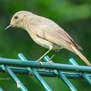 Black Redstart