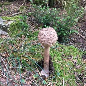 Parasol Mushroom