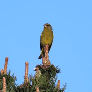 European Greenfinch