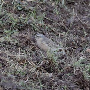 Water Pipit