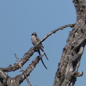 Great Grey Shrike