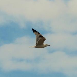 Black-legged Kittiwake