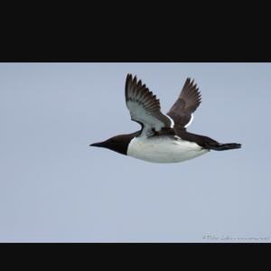 Common Guillemot