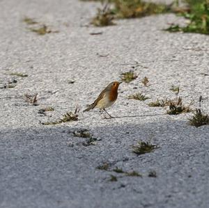 European Robin