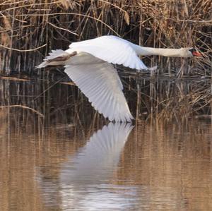 Mute Swan