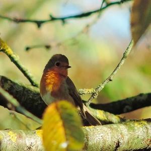 European Robin