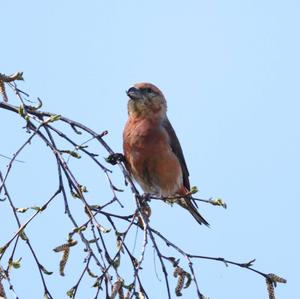 Red Crossbill