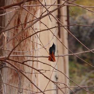 Black Redstart