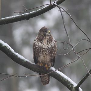 Mäusebussard