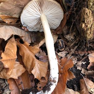 Broad-gilled Agaric