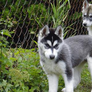 Siberian Husky