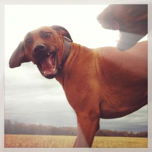 Rhodesian Ridgeback