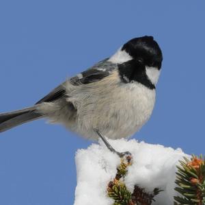 Coal Tit