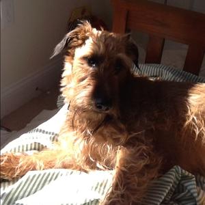 Unknown Breed