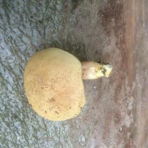 Yellow-cracked Bolete