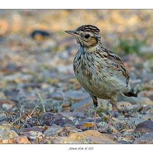 Wood Lark