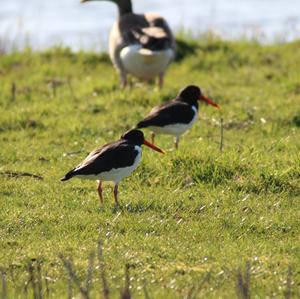 Eurasian Oystercatcher