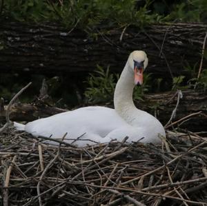 Mute Swan