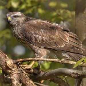 Mäusebussard