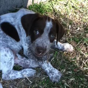 Pointer (German Shorthaired)