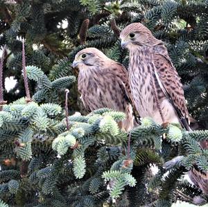 Common Kestrel