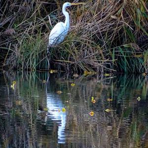 Great Egret