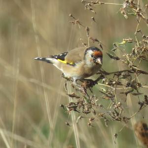 European Goldfinch