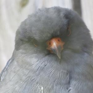 Red-footed Falcon