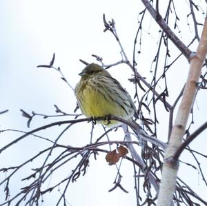 Yellowhammer