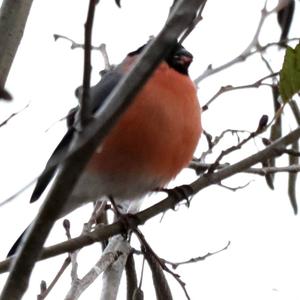 Eurasian Bullfinch