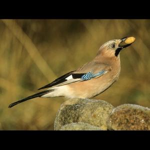 Eurasian Jay