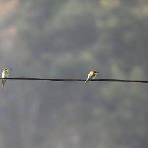 European Bee-eater